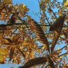 De bruine bladeren van een van de vele kastanjes op het erf.