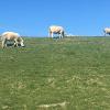 Een van de grootste schapenhouderijen vind je bij Kats. Lammetjes en schapen op de dijk.