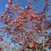 Overal op het terrein kondigen de bloesembomen de lente aan.